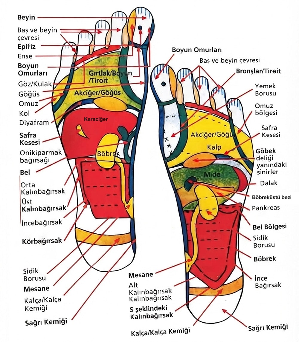 Foot reflexology map: organ zones on the right and left soles, from the back cover of the book Refleksoloji